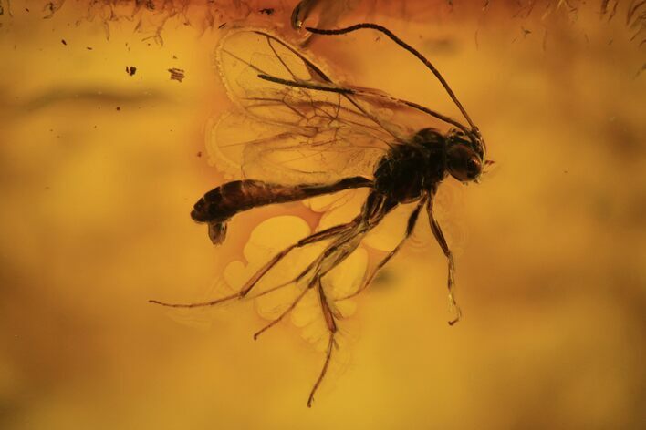 Fossil Wasp (Hymenoptera) In Baltic Amber #109509